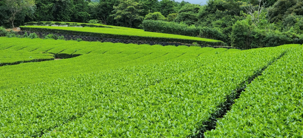 天然植物のイメージ画像②